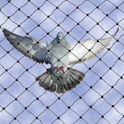 Bird Protection